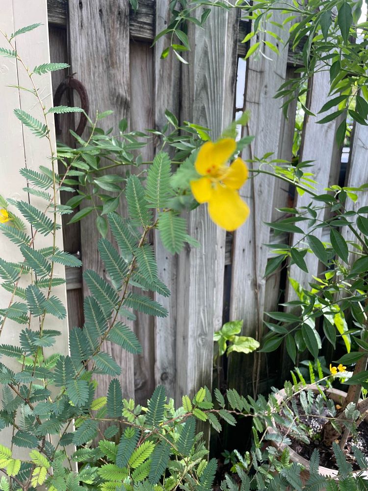 chamaecrista-fasciculata-partridge-pea