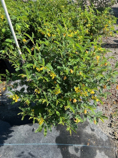 chamaecrista-fasciculata-partridge-pea