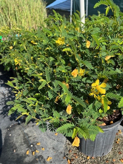 chamaecrista-fasciculata-partridge-pea