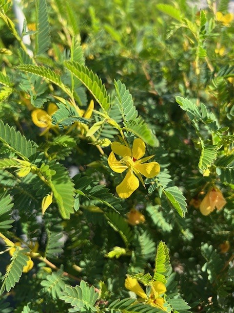 chamaecrista-fasciculata-partridge-pea