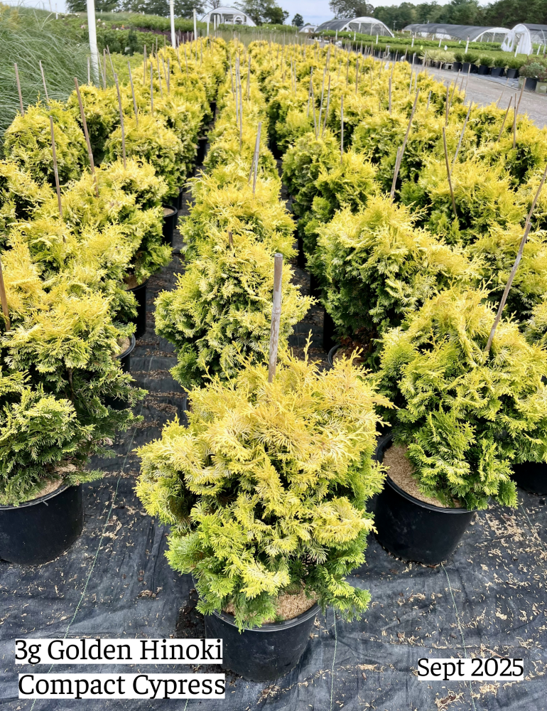 chamaecyparis-obtusa-compacta-hinoki-false-cypress