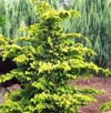 chamaecyparis-obtusa-crippsii-golden-hinoki-false-cypress