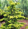 chamaecyparis-obtusa-crippsii-golden-hinoki-false-cypress