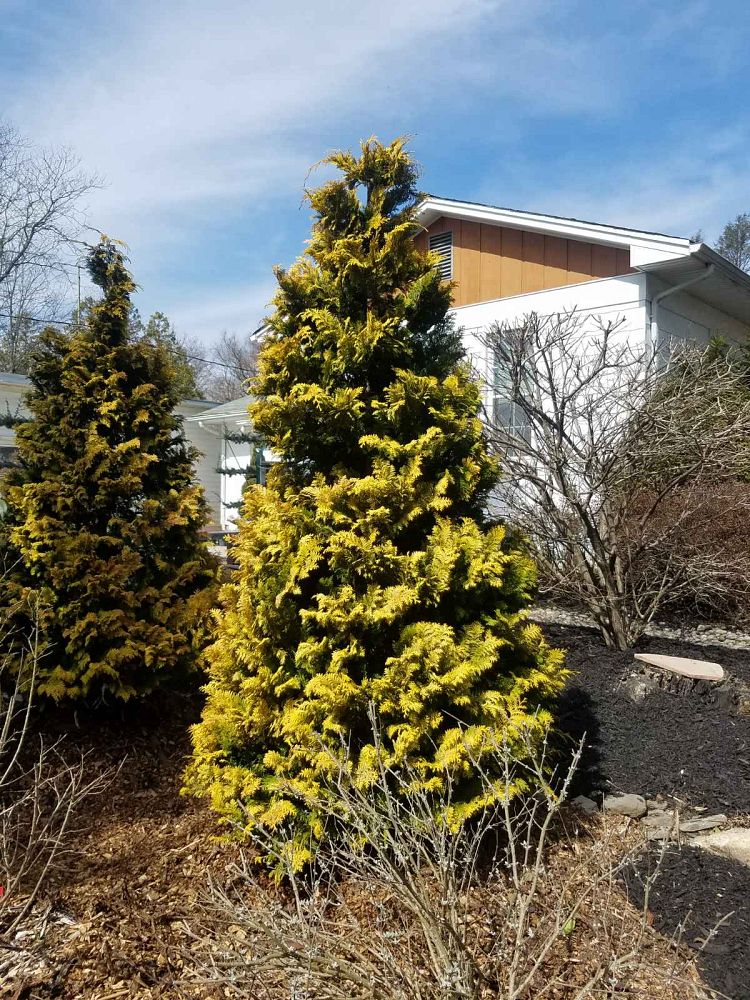 chamaecyparis-obtusa-crippsii-golden-hinoki-false-cypress