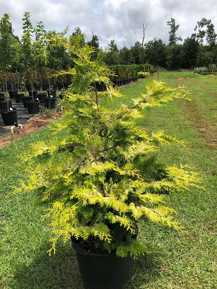 chamaecyparis-obtusa-crippsii-golden-hinoki-false-cypress
