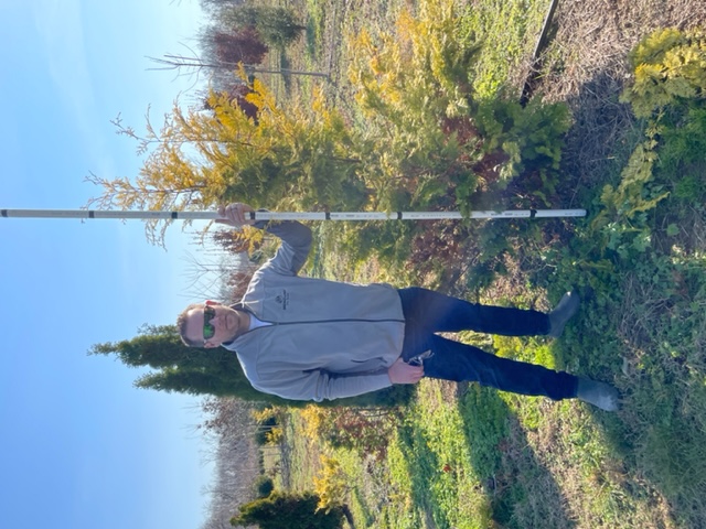 chamaecyparis-obtusa-crippsii-golden-hinoki-false-cypress