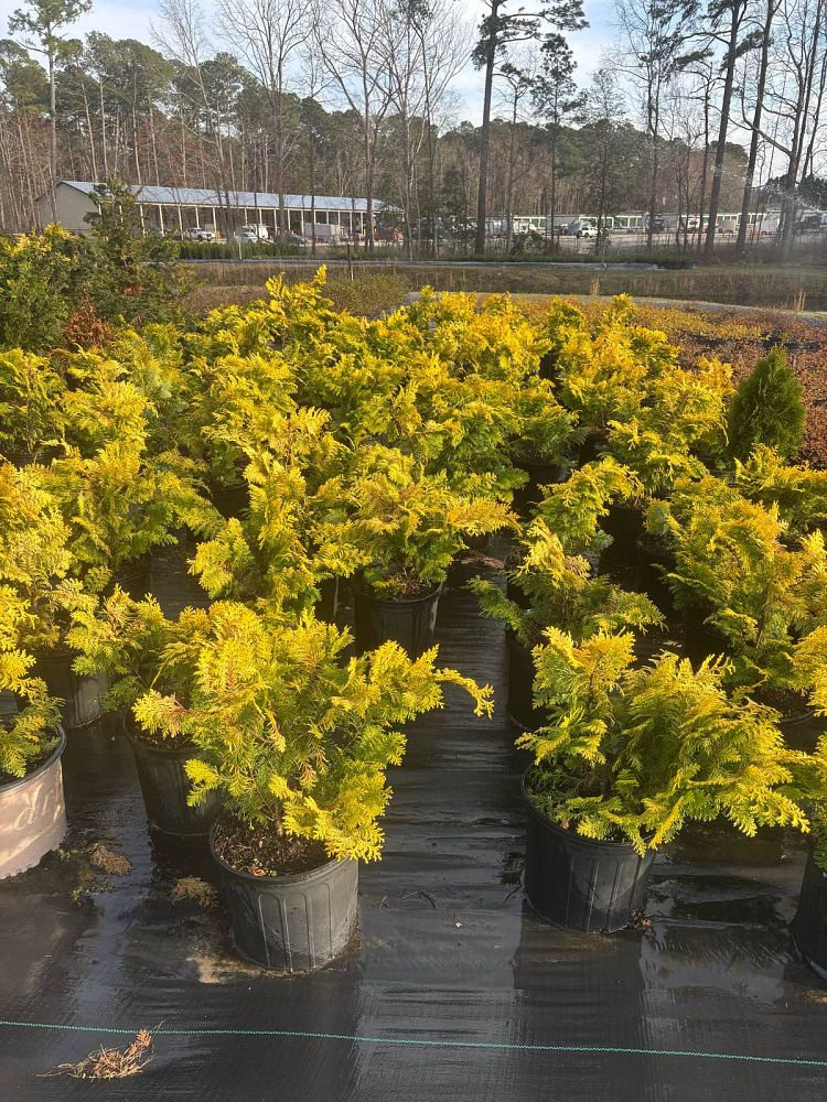 chamaecyparis-obtusa-crippsii-golden-hinoki-false-cypress