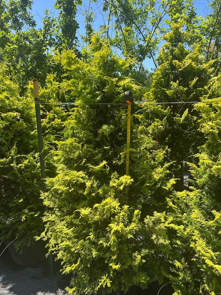 chamaecyparis-obtusa-crippsii-golden-hinoki-false-cypress