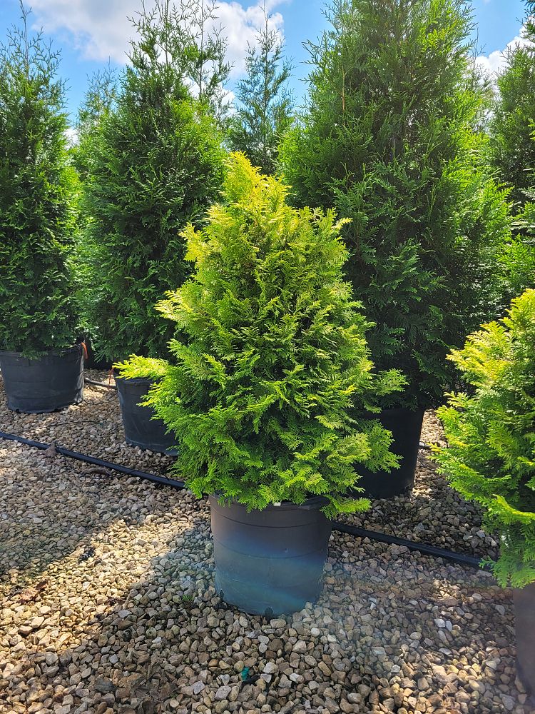 chamaecyparis-obtusa-crippsii-golden-hinoki-false-cypress