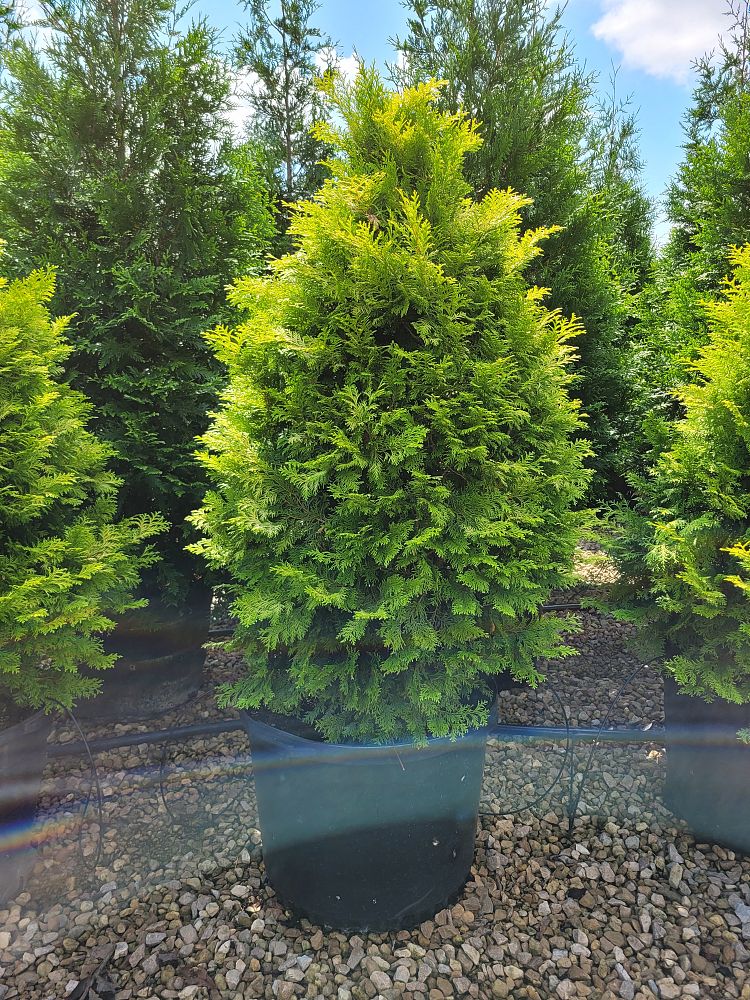 chamaecyparis-obtusa-crippsii-golden-hinoki-false-cypress