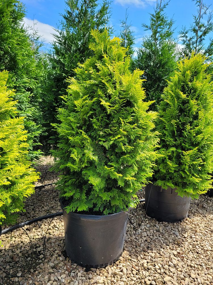 chamaecyparis-obtusa-crippsii-golden-hinoki-false-cypress