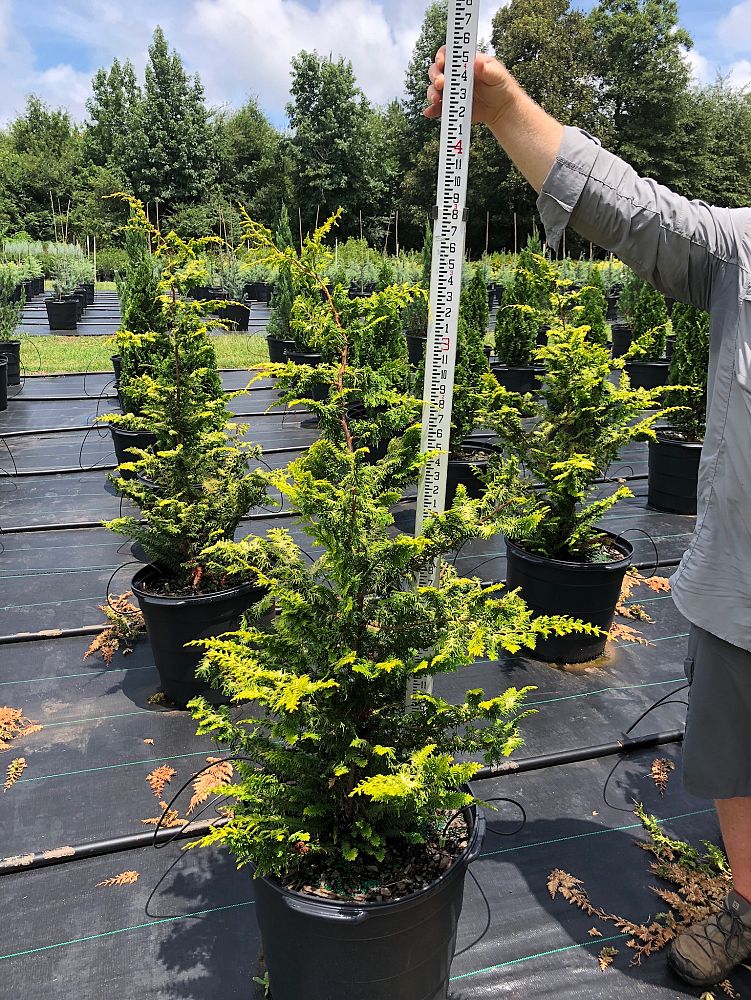 chamaecyparis-obtusa-filicoides-aurea-hinoki-false-cypress-fernspray-gold