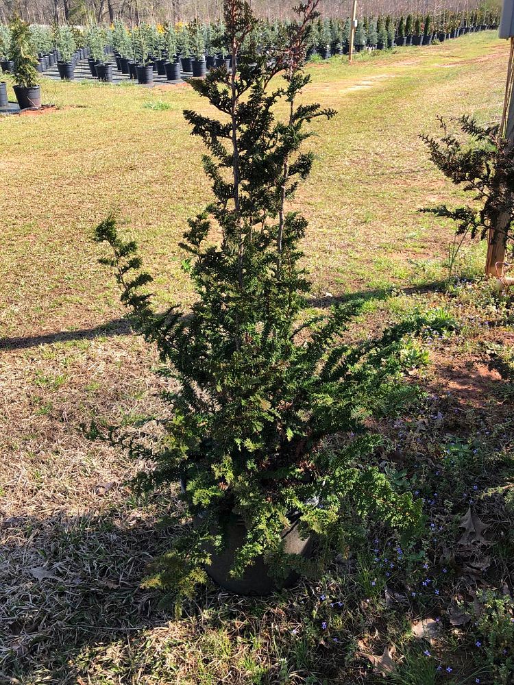 chamaecyparis-obtusa-filicoides-hinoki-false-cypress-fernspray