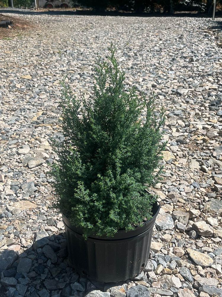 chamaecyparis-obtusa-gimborn-beauty-hinoki-false-cypress