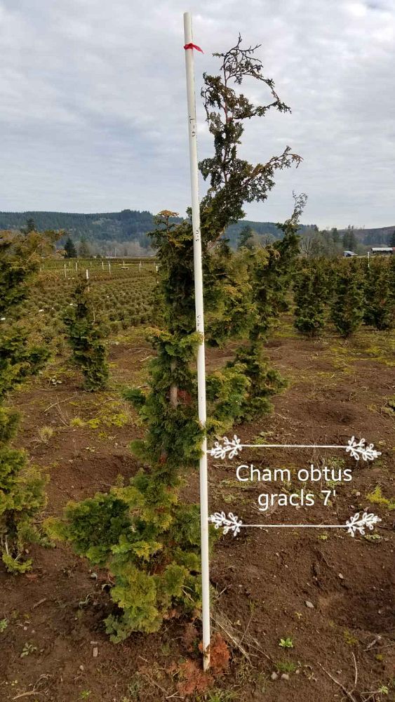 chamaecyparis-obtusa-gracilis-hinoki-false-cypress-slender