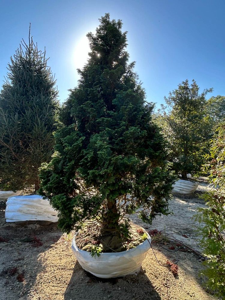 chamaecyparis-obtusa-graciosa-hinoki-false-cypress