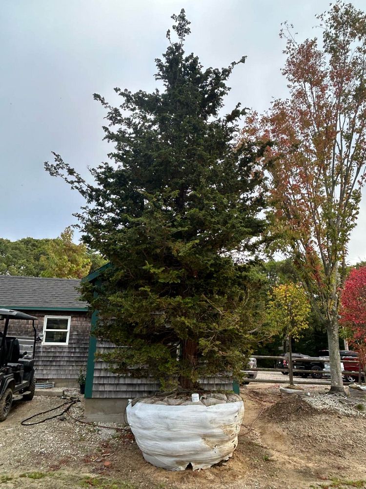 chamaecyparis-obtusa-hinoki-false-cypress