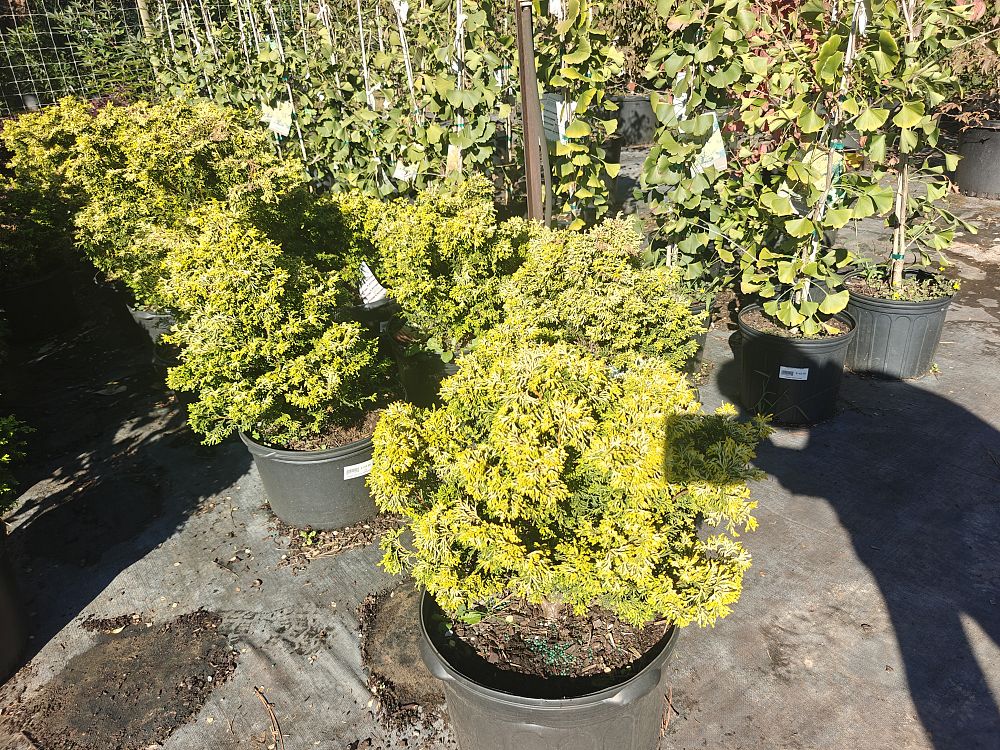 chamaecyparis-obtusa-kamaeni-hiba-hinoki-false-cypress