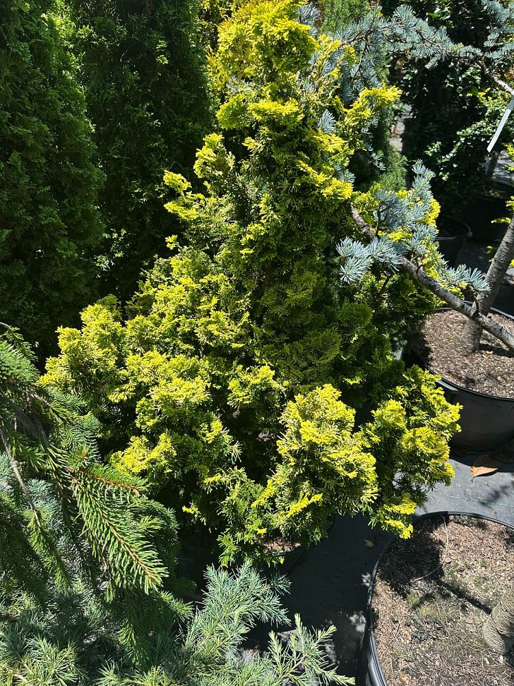 chamaecyparis-obtusa-nana-lutea-hinoki-false-cypress