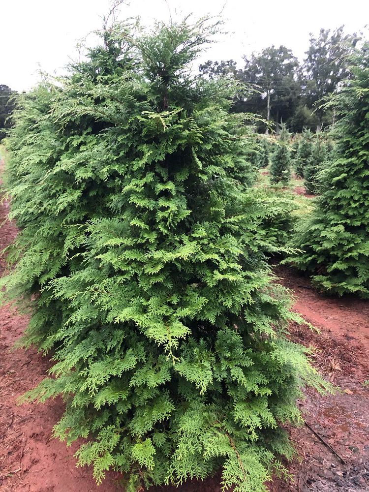 chamaecyparis-obtusa-southern-lace-hinoki-false-cypress