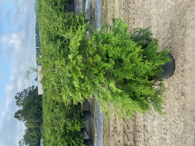 chamaecyparis-obtusa-southern-lace-hinoki-false-cypress