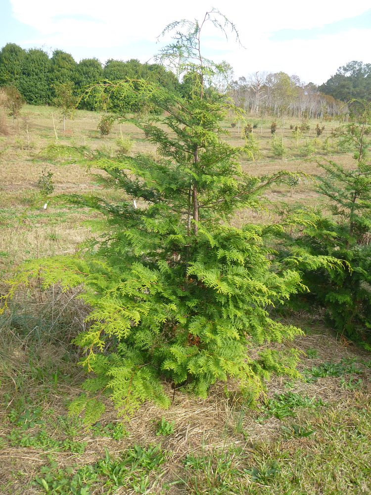 chamaecyparis-obtusa-southern-lace-hinoki-false-cypress