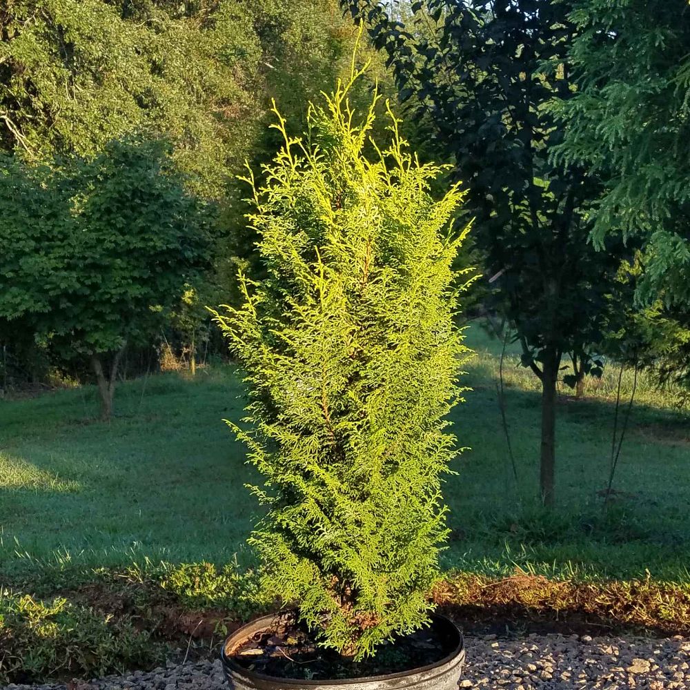 chamaecyparis-obtusa-spirited-hinoki-false-cypress