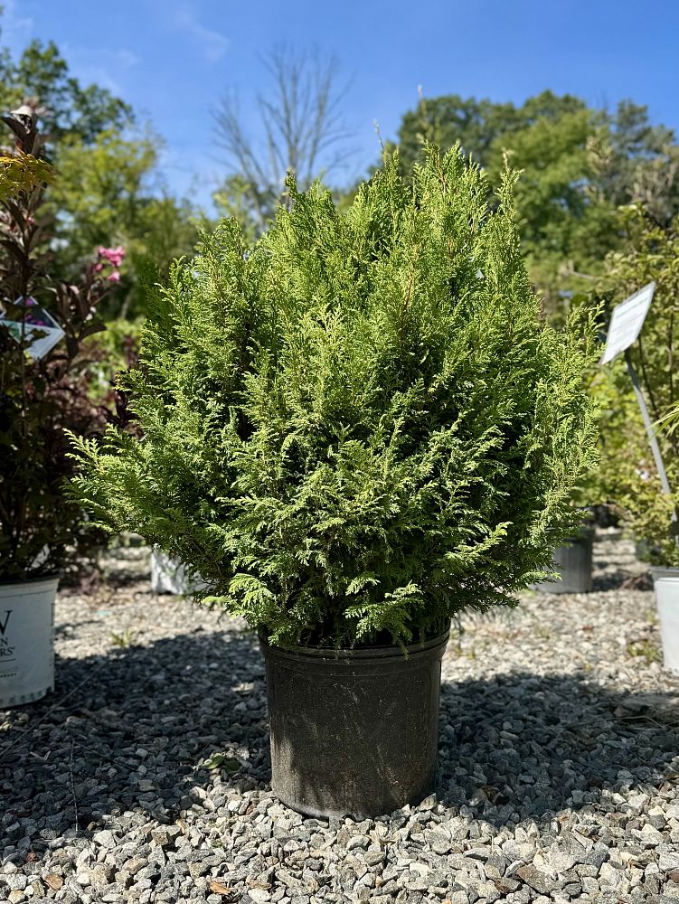 chamaecyparis-pisifera-cream-ball-sawara-false-cypress