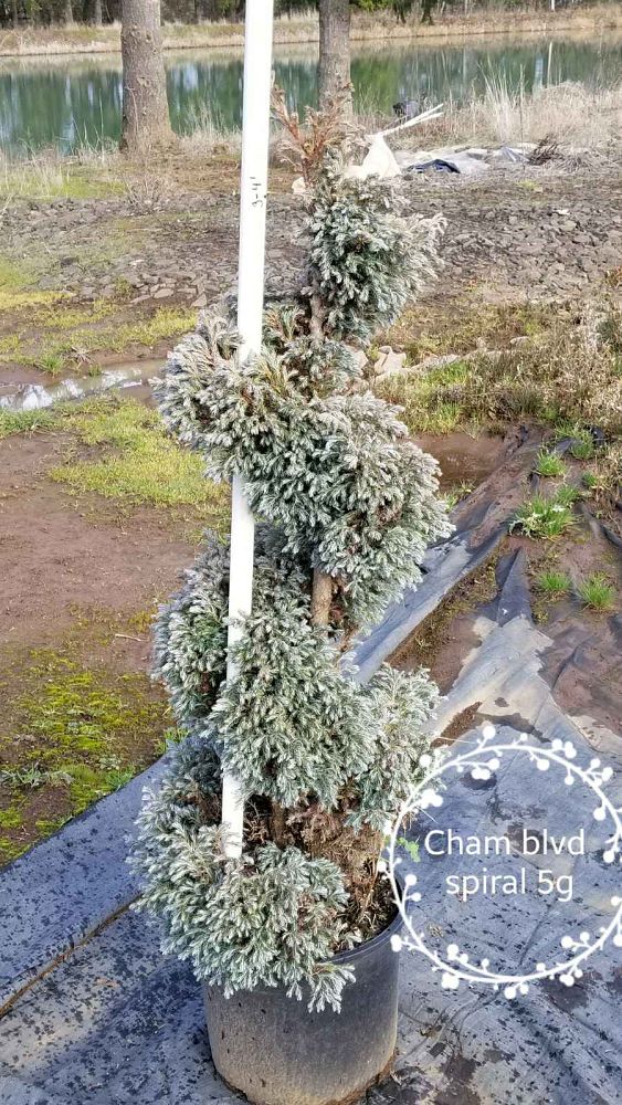 chamaecyparis-pisifera-cyano-viridis-topiary-poodle-sawara-false-cypress-boulevard-false-cypress