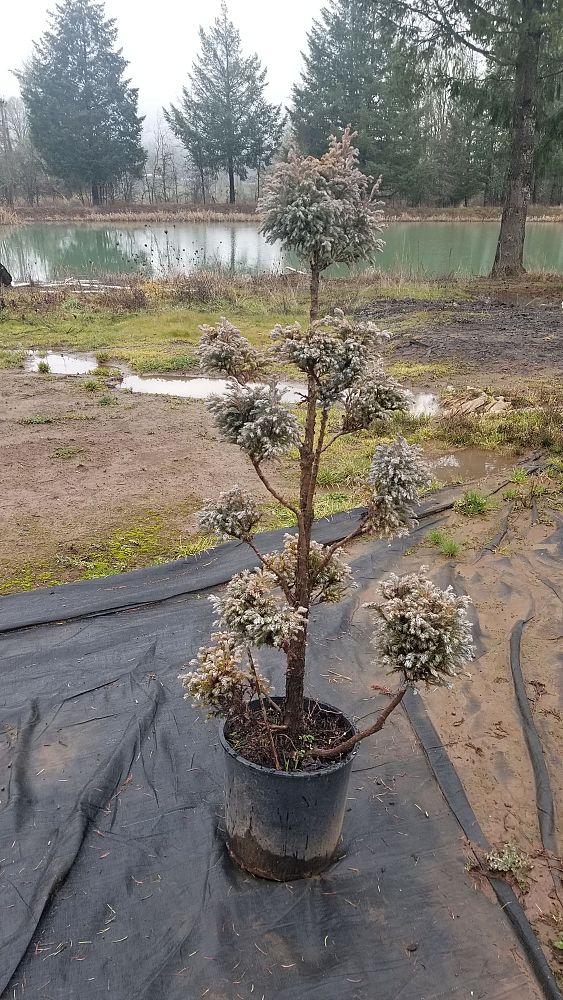 chamaecyparis-pisifera-cyano-viridis-topiary-poodle-sawara-false-cypress-boulevard-false-cypress