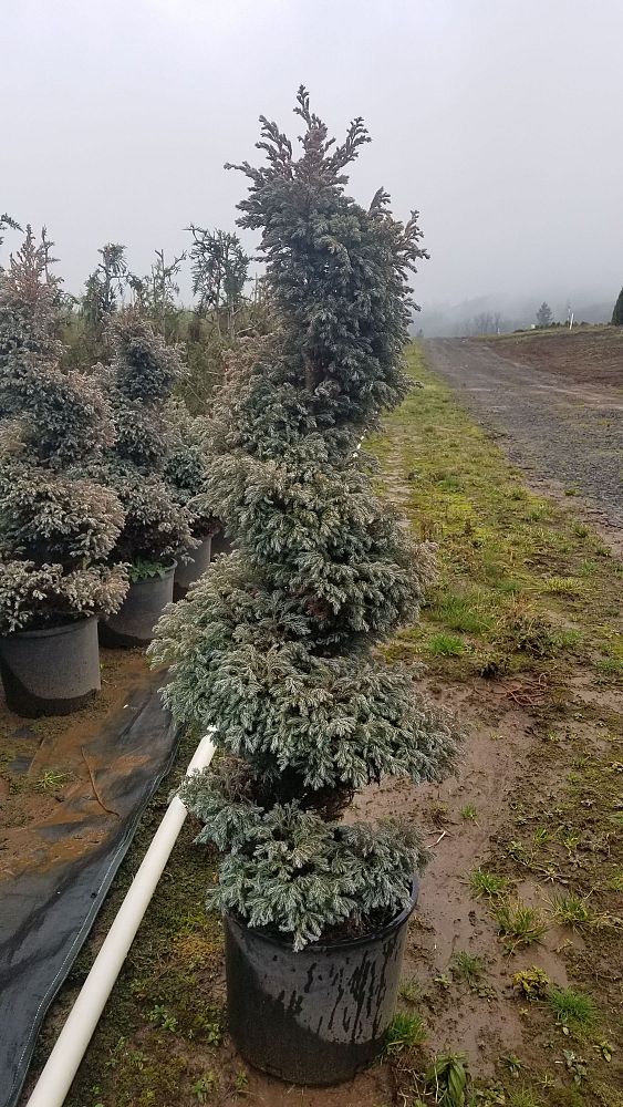 chamaecyparis-pisifera-cyano-viridis-topiary-poodle-sawara-false-cypress-boulevard-false-cypress