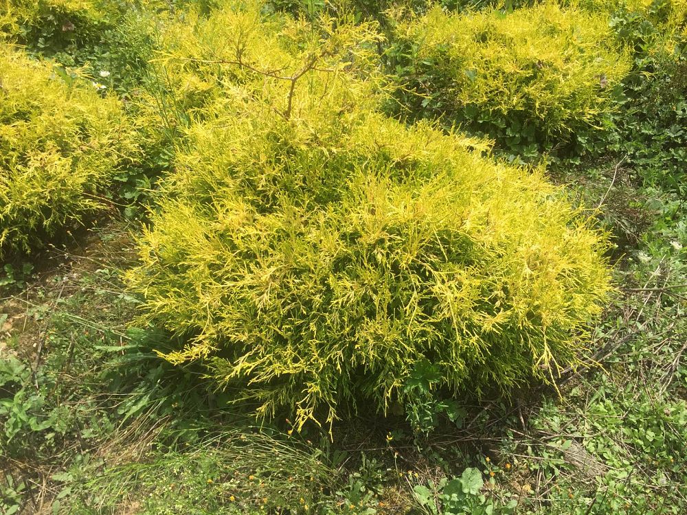chamaecyparis-pisifera-gold-thread-sawara-false-cypress
