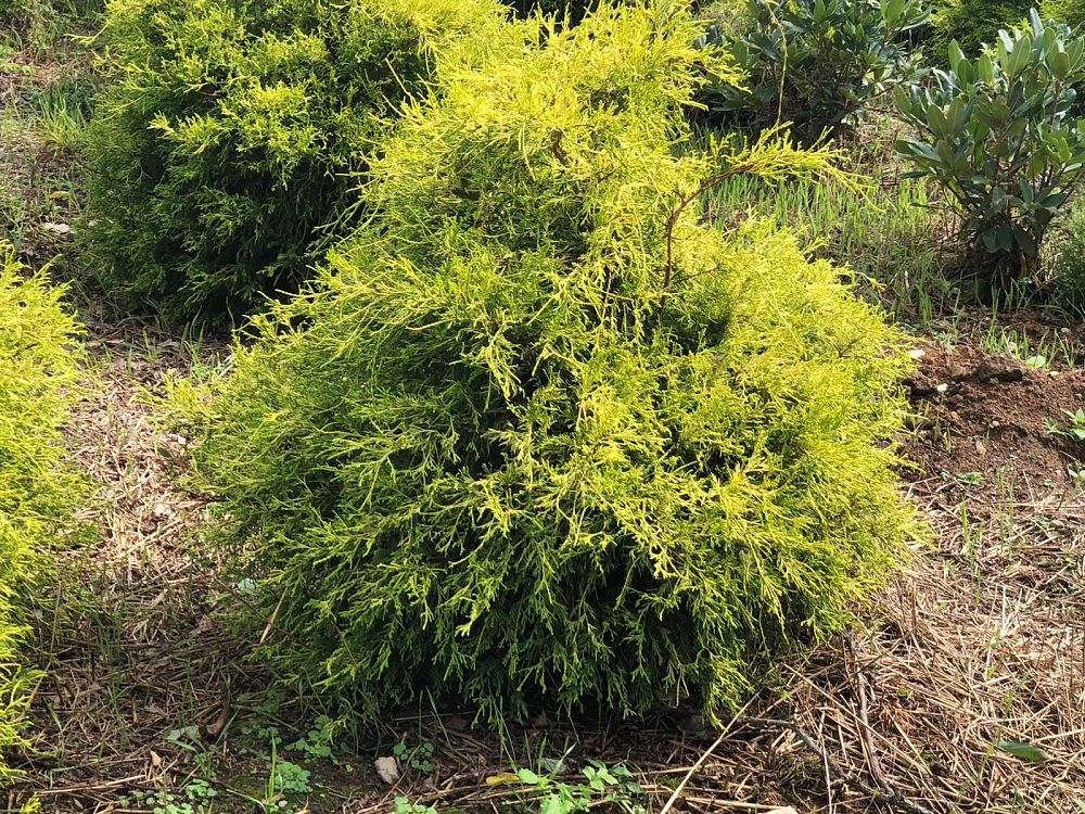 chamaecyparis-pisifera-gold-thread-sawara-false-cypress