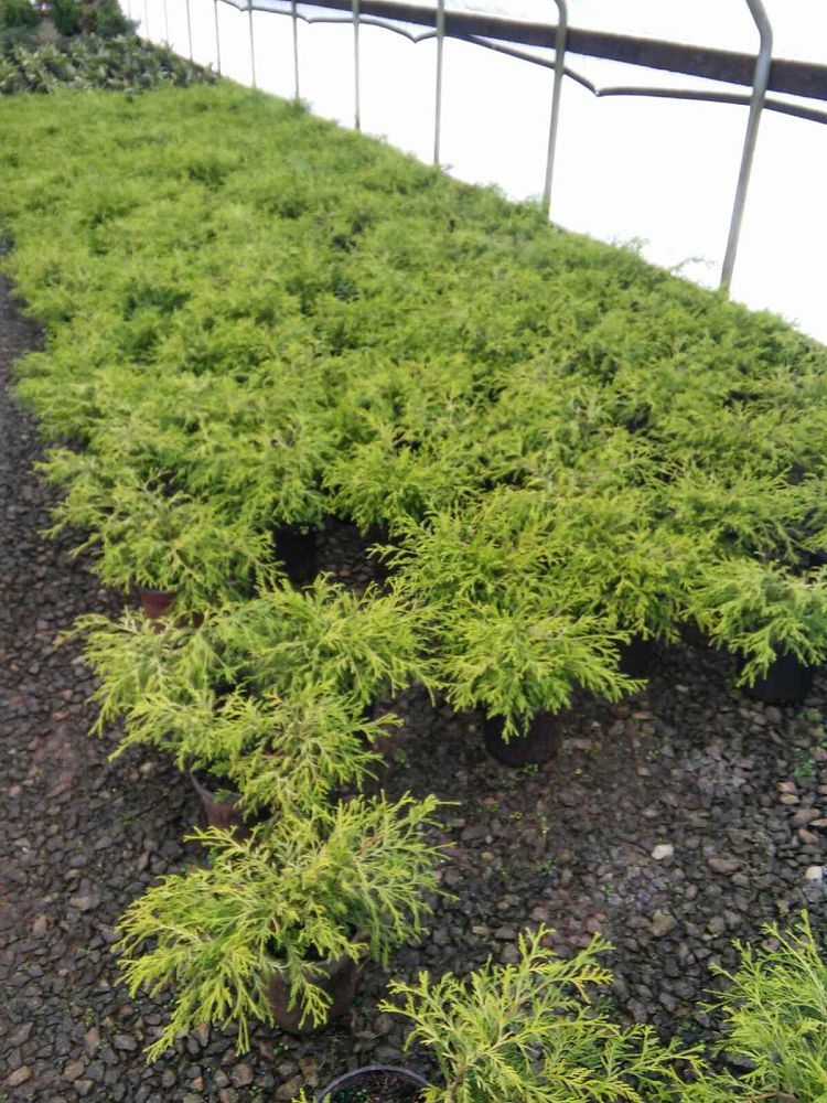 chamaecyparis-pisifera-golden-mop-japanese-false-cypress