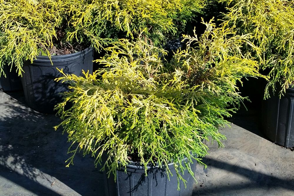 chamaecyparis-pisifera-golden-mop-japanese-false-cypress