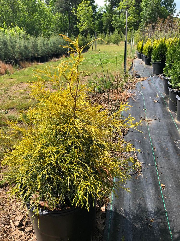 chamaecyparis-pisifera-golden-mop-japanese-false-cypress