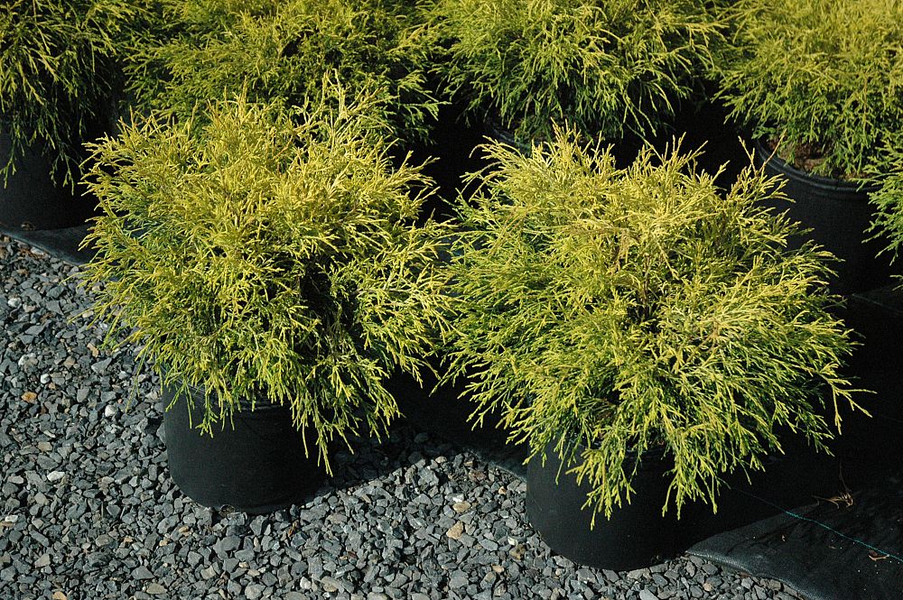 chamaecyparis-pisifera-golden-mop-japanese-false-cypress
