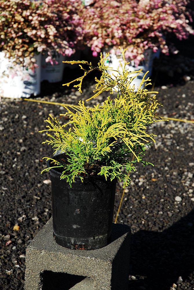 chamaecyparis-pisifera-golden-mop-japanese-false-cypress