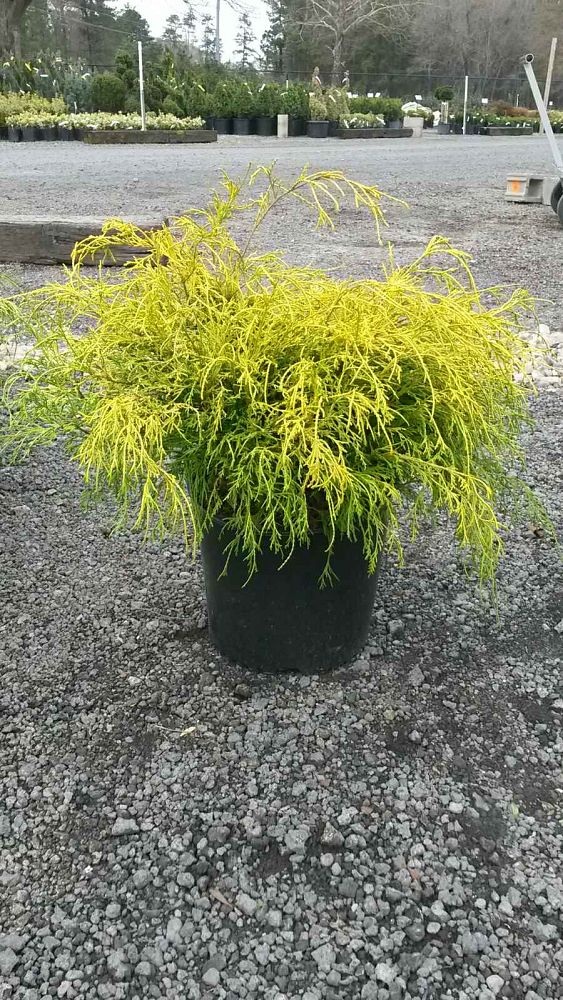 chamaecyparis-pisifera-golden-mop-japanese-false-cypress