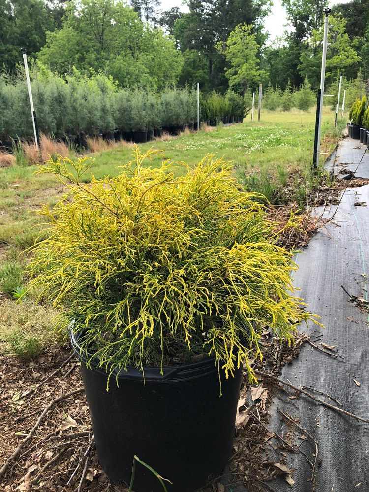 chamaecyparis-pisifera-golden-mop-japanese-false-cypress