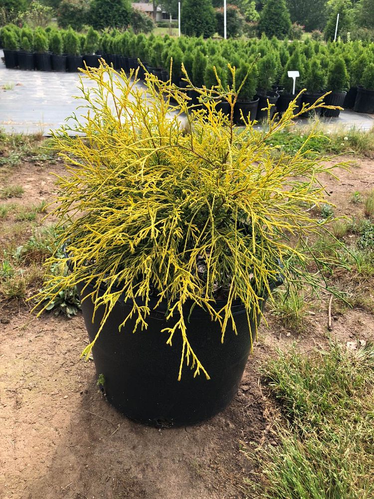 chamaecyparis-pisifera-golden-mop-japanese-false-cypress