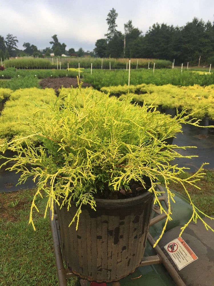 chamaecyparis-pisifera-golden-mop-japanese-false-cypress