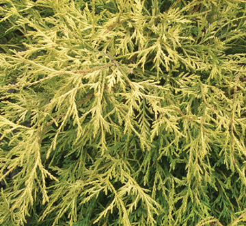 chamaecyparis-pisifera-golden-mop-japanese-false-cypress