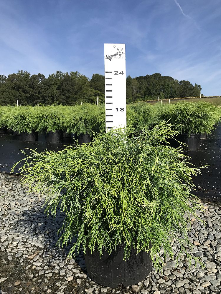 chamaecyparis-pisifera-golden-mop-japanese-false-cypress