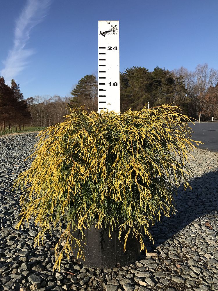 chamaecyparis-pisifera-golden-mop-japanese-false-cypress
