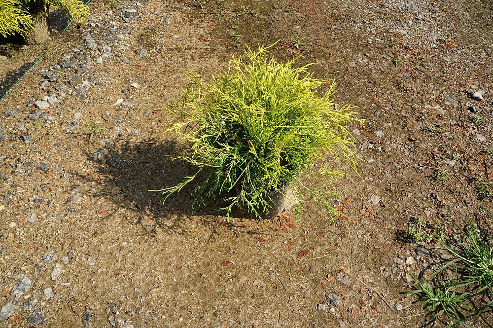 chamaecyparis-pisifera-golden-mop-japanese-false-cypress