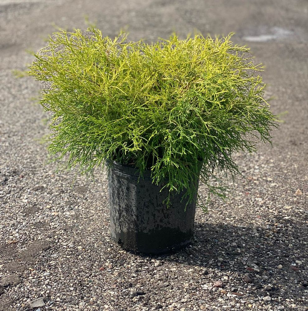 chamaecyparis-pisifera-golden-mop-japanese-false-cypress