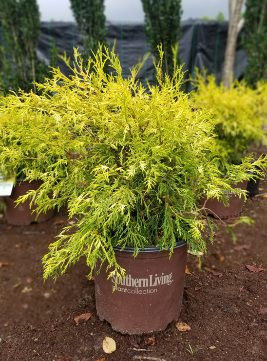 chamaecyparis-pisifera-golden-mop-japanese-false-cypress