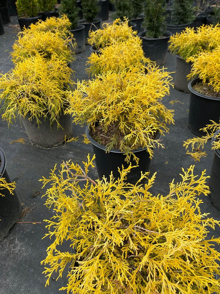 chamaecyparis-pisifera-golden-mop-japanese-false-cypress