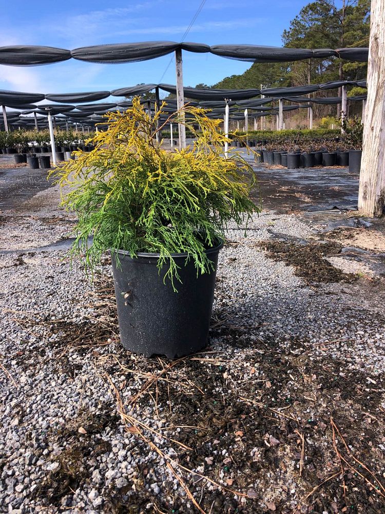 chamaecyparis-pisifera-golden-mop-japanese-false-cypress
